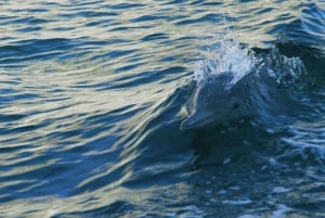 Vrsar: Rejs wycieczkowy z obserwacją delfinów, w tym napoje