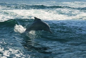 Orsera: Tour in barca per l'avvistamento dei delfini con bevande incluse