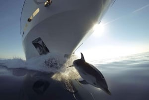 Vrsar: Dolphin Watching Boat Tour sisältäen juomat