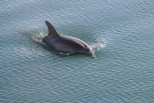 Orsera: Tour in barca per l'avvistamento dei delfini con bevande incluse