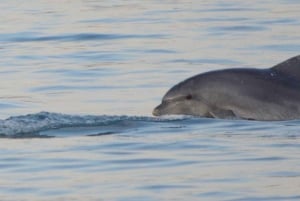 Vrsar : Excursion en bateau pour observer les dauphins, boissons comprises
