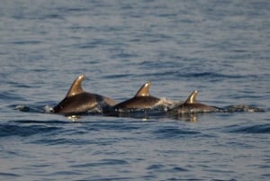 Vrsar: Båttur med delfinskådning inklusive drycker