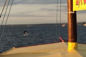 Vrsar: Excursión en barco para avistar delfines con bebidas incluidas