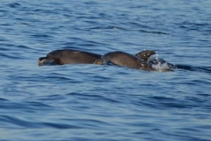 Orsera: tour in barca per osservare i delfini, bevande incluse