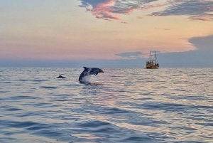 Vrsar: Excursión en barco para avistar delfines con bebidas incluidas