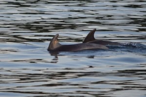 Vrsar: boottocht dolfijnen spotten inclusief drankjes