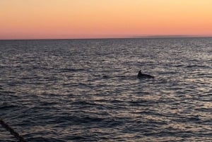 Vrsar: Rejs łodzią z obserwacją delfinów, w tym napoje