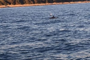 Vrsar: passeio de barco para observação de golfinhos incluindo bebidas