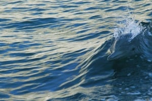 Vrsar: Dolphin Watching Boat Tour including Drinks