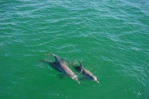 Vrsar: Dolphin Watching Boat Tour including Drinks