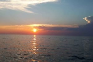 Vrsar: Dolphin Watching Boat Tour including Drinks