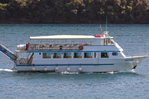 Vrsar: Dolphin Watching Boat Tour including Drinks