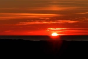 Vrsar: Dolphin Watching Boat Tour including Drinks