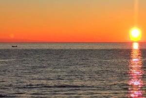 Vrsar: Dolphin Watching Boat Tour including Drinks