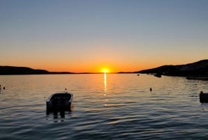 Vrsar: Dolphin Watching Boat Tour including Drinks