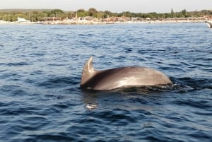 Vrsar : Aventure d'observation des dauphins au coucher du soleil en bateau rapide