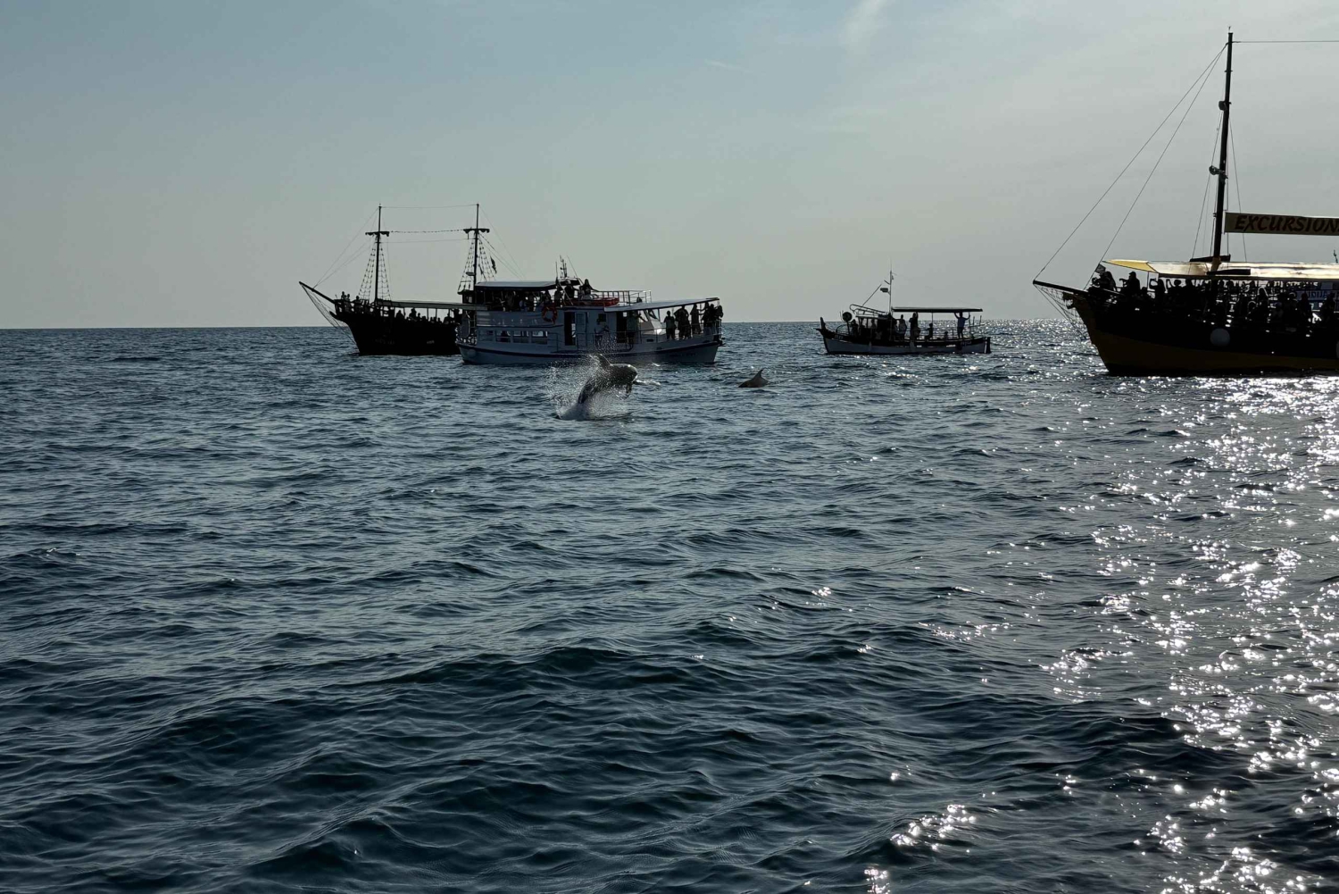 Vrsar: Private Speedboat Tour with Dolphin Watching