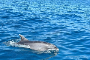 Vrsar: Private Speedboat Tour with Dolphin Watching