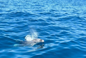 Vrsar: Private Speedboat Tour with Dolphin Watching