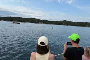 Vrsar: Private Speedboat Tour with Dolphin Watching