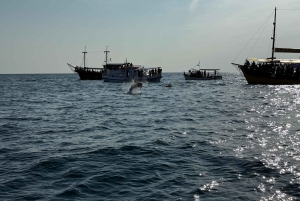 Vrsar: Private Speedboat Tour with Dolphin Watching