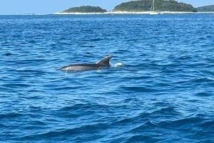 Vrsar: Private Speedboat Tour with Dolphin Watching