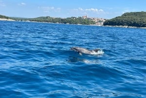 Vrsar: Private Speedboat Tour with Dolphin Watching