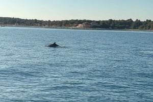 Vrsar: Private Speedboat Tour with Dolphin Watching
