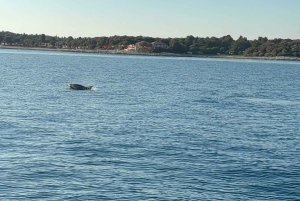 Vrsar: Private Speedboat Tour with Dolphin Watching