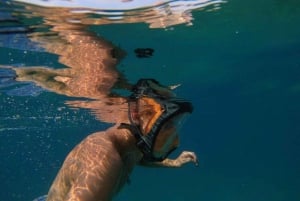 Water activity, kayak tours with a guide, cliff jumping