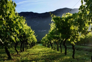 Visite de la péninsule de Peljesac pour les amateurs de vin