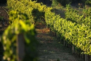 Vinprovning på halvön Pelješac vinresa från Dubrovnik