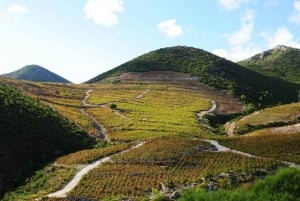 Vinsmagning på halvøen Pelješac - vintur fra Dubrovnik