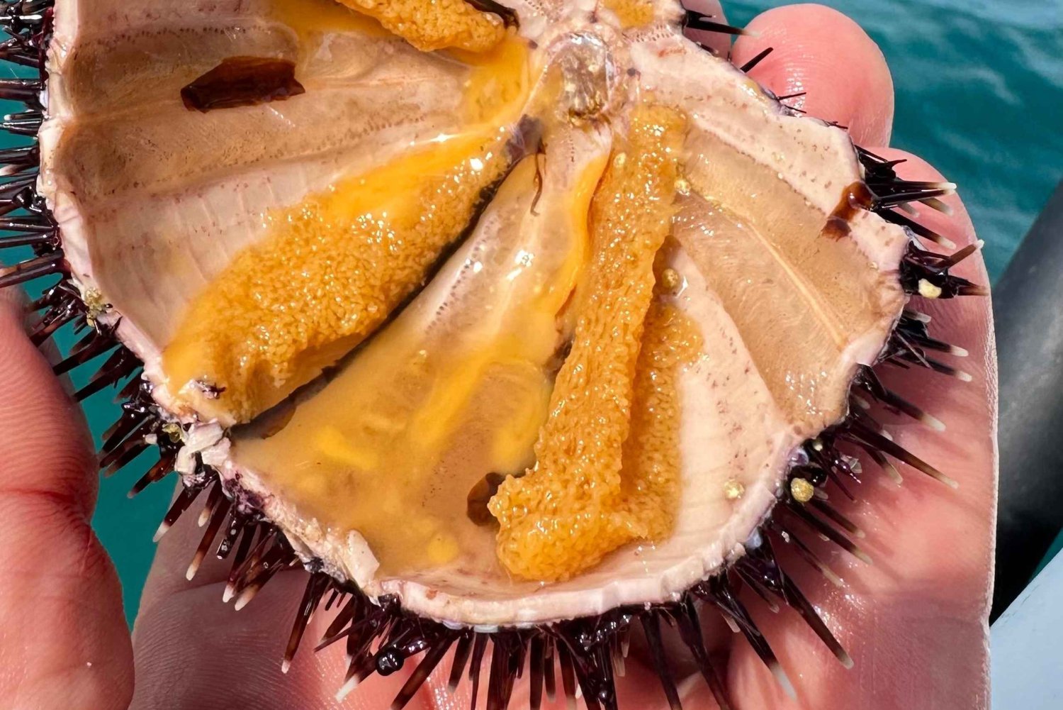 Zadar: escapadela relaxante de barco com vinho e frutas