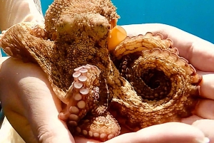 Zadar: Wycieczka 1-dniowa z nurkowaniem na wyspie Dugi Otok