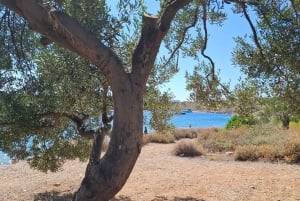 Zadar halfday 3 islands with diving, drinks and fresh fruit