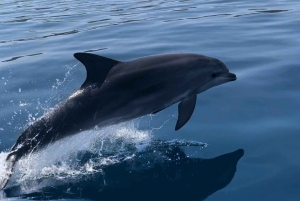 Zadar: Island Luxury Speedboat Tour with Snorkeling