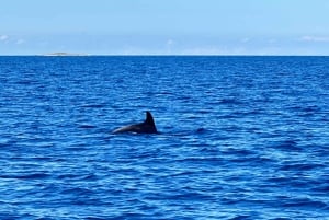Zadar: escapadela relaxante de barco com vinho e frutas
