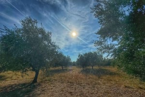 Zadar, Szybenik: degustacja oliwy z oliwek, wina i potraw, wycieczka samochodem