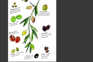 Zadar, Szybenik: degustacja oliwy z oliwek, wina i potraw, wycieczka samochodem