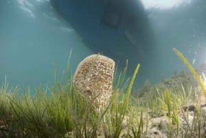 Zadar: U-Boot Nemo & SpongeBob