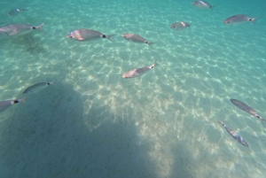 Zadar: RIB-bådtur til skjulte bugter med snorkling og drikkevarer