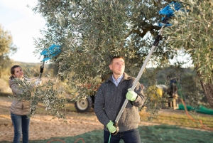 Zadar: paisagens, azeite, vinho, comida, história. A Croácia num dia