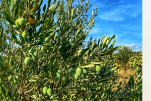 Zadar, Szybenik: degustacja oliwy z oliwek, wina i potraw, wycieczka samochodem