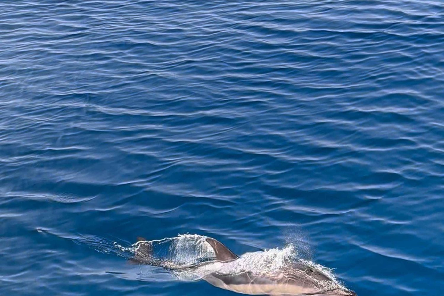 Zadar: Sveti Filip i Jakov Dolphin Watching Morning Tour
