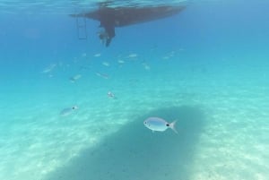 Zadar: Ugljan, Ošljak ja Preko – pikaveneretki saarille