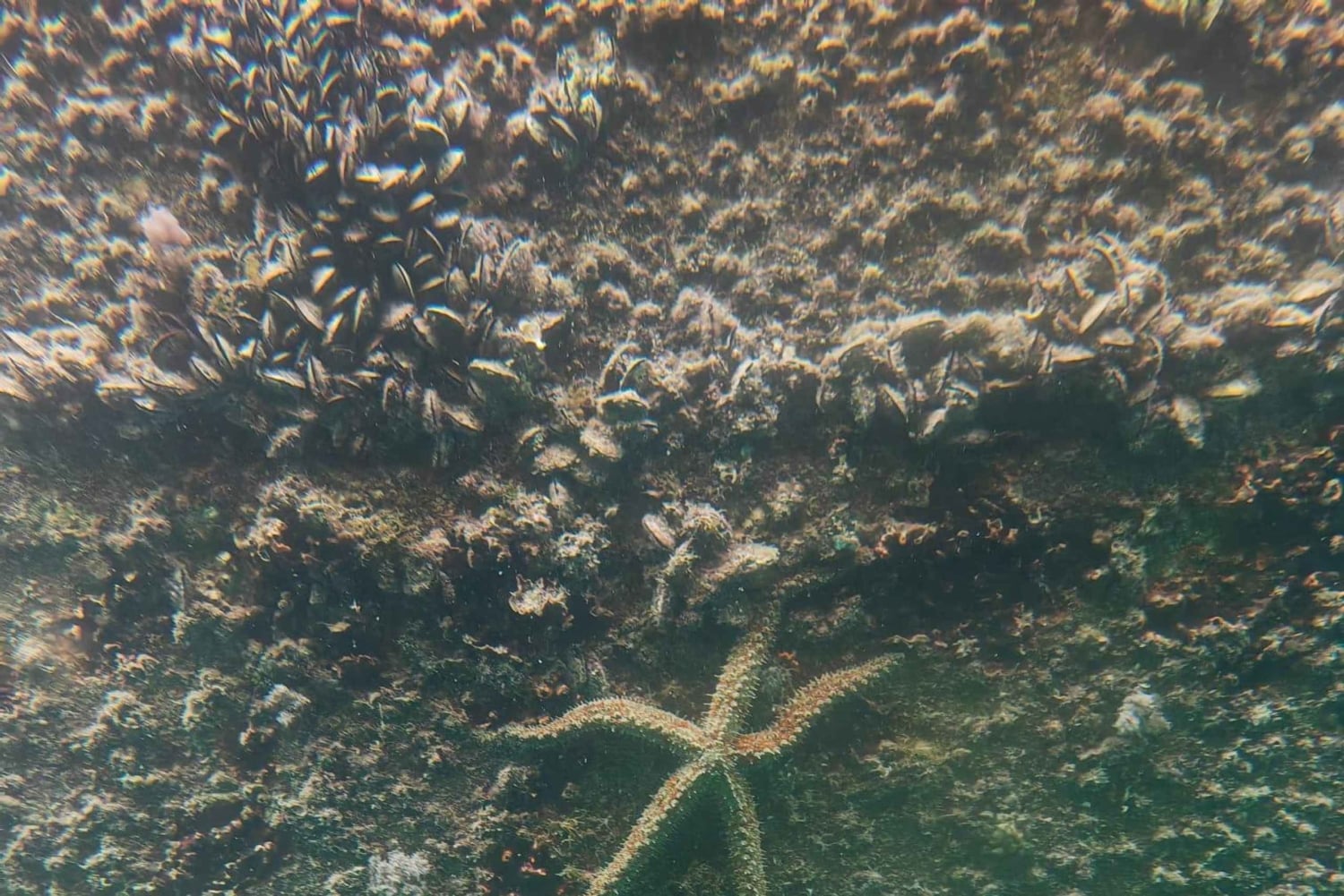 Zadar: Yellow Semi-Submarine Underwater Exploration Tour