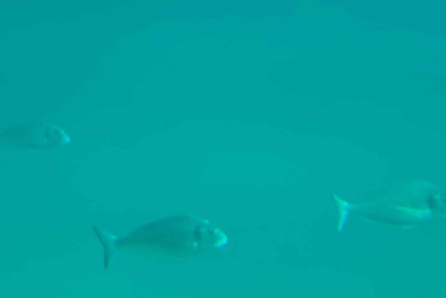 Zadar: Yellow Semi-Submarine Underwater Exploration Tour