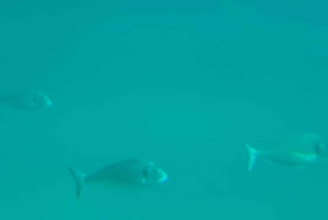 Zadar: żółta półpodwodna wycieczka