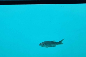 Zadar: żółta półpodwodna wycieczka